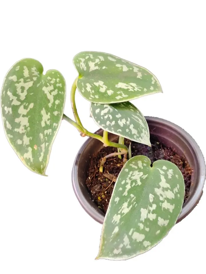 Satin Pothos Scindapsus pictus - Low Maintenance Houseplant with Heart-Shaped Leaves & Silvery-Grey Speckles for Indoor Decor