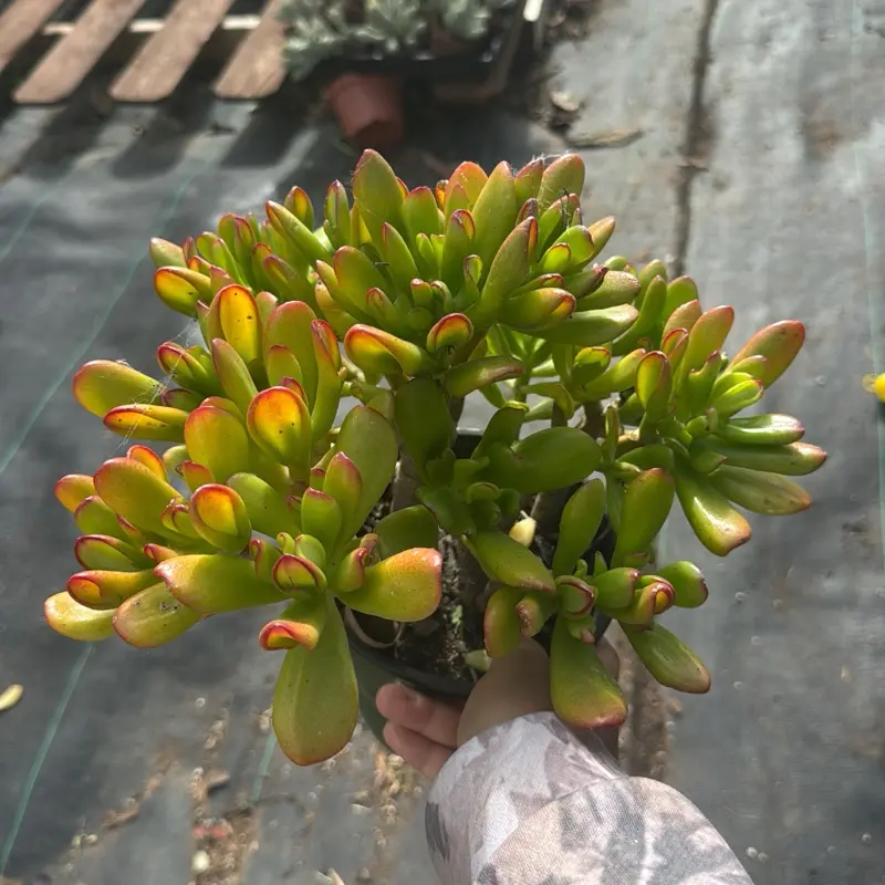 Jade Hobbit 6 inch pot plant succulent