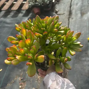 Jade Hobbit 6 inch pot plant succulent