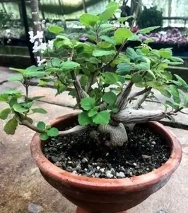 PLECTRANTHUS ERNSTII - 2 1/4" POT 'BONSAI MINT', 'BONSAI SPURFLOWER'