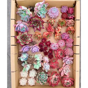 Mystery box - April Farm/Rare Succulents