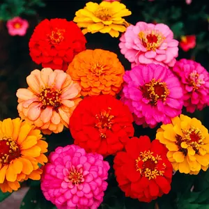 Crazy Blend Zinnia Seed Packets – Heirloom Open Pollinated & Untreated Mixed Color Zinnia Elegans Seeds for Planting
