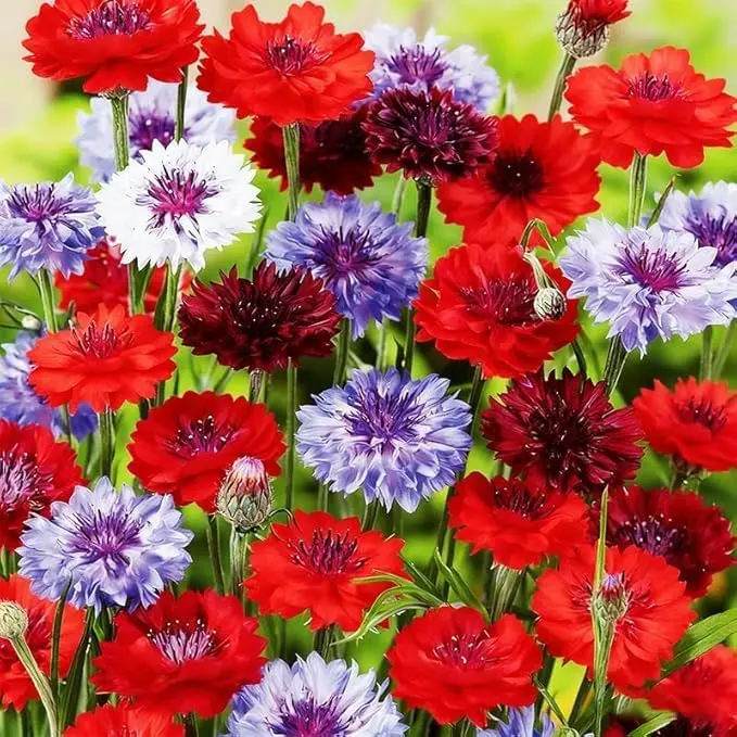 Cornflower Seeds Flower Seeds Blue Bachelor Button Centaurea Cyanus Annual Wildflower Flowers Pollinator Friendly Easy Growing Outdoor Garden