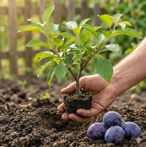 (ZS#FF)Prune Plum Tree Live Plant Sapling | Sweet Fruit Plum Tree for Garden & Backyard | Outdoor Fruit Tree Starter | Easy Care Home Gardening Plant
