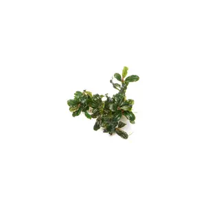 Bucephalandra Lamandau Mini Purple