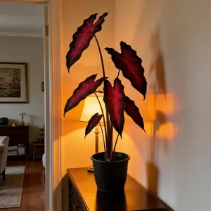 Hosta Seeds Perennial Shade Plant for Garden and Yard Non-GMO USA Made with Instruction for Easy Care and Versatile Growth