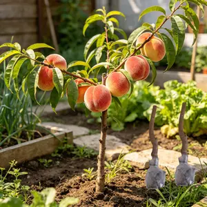 （ZS#ZR）Sweet Peach Tree Sapling | Fast Growing Fruit Tree for Home Garden, Patio & Backyard, Easy Care Live Plant