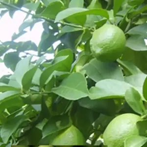 20 GREEN/RED CENTER LIME citrus SEEDS bush garden plant tree