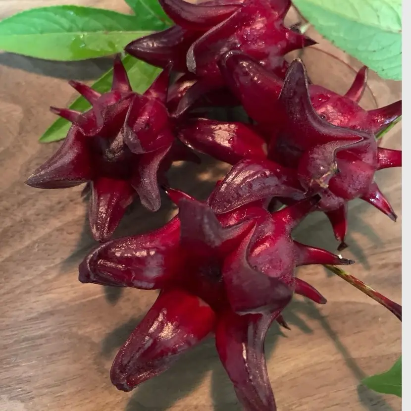 25 Jamaican Sorrel seeds Roselle (Hibiscus)) 25 Jamaican Sorrel seeds Roselle (Hibiscus))