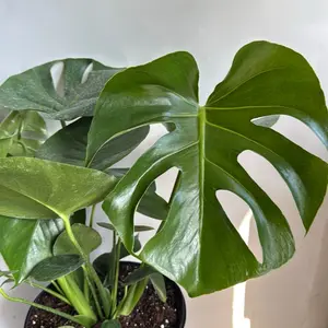 Xl   Monstera Deliciosa 8" pot  Live Tropical House Plant - Unique Leaves - Indoor Home Decoration - Beginner - 8" p
