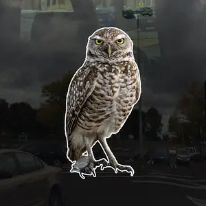 Photo Realistic Cute Owl Decal - Vinyl Sticker for Cars, Laptops, Windows and Water Bottles