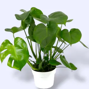 XL Monstera Deliciosa 6” - Easy Care Classic Split Leaf House Plant