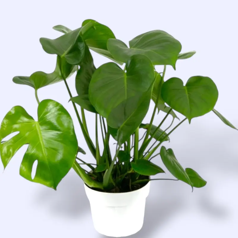 philodendron selloum plant care Philodendron Selloum Hope