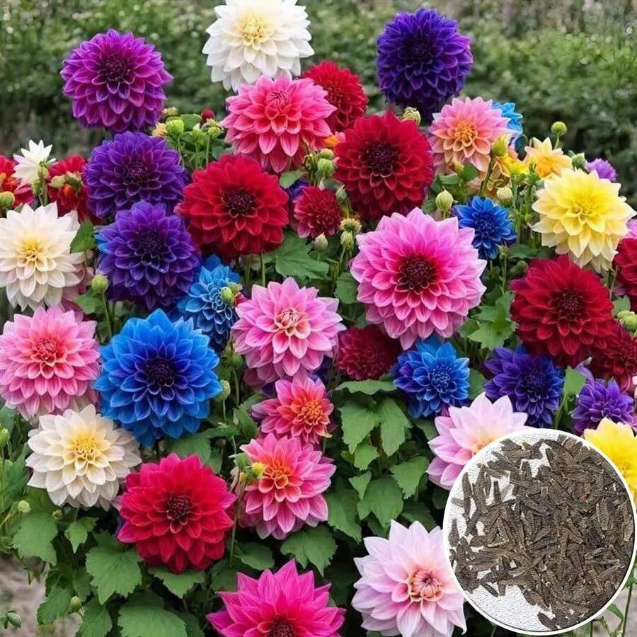 100 Seeds Mixed Dahlia Seeds Enjoy The Beauty Of The Garden