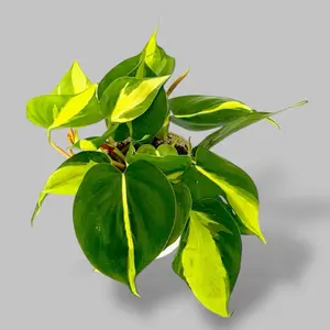 Philodendron Brazil, 4 Inch Pot, Live Plant