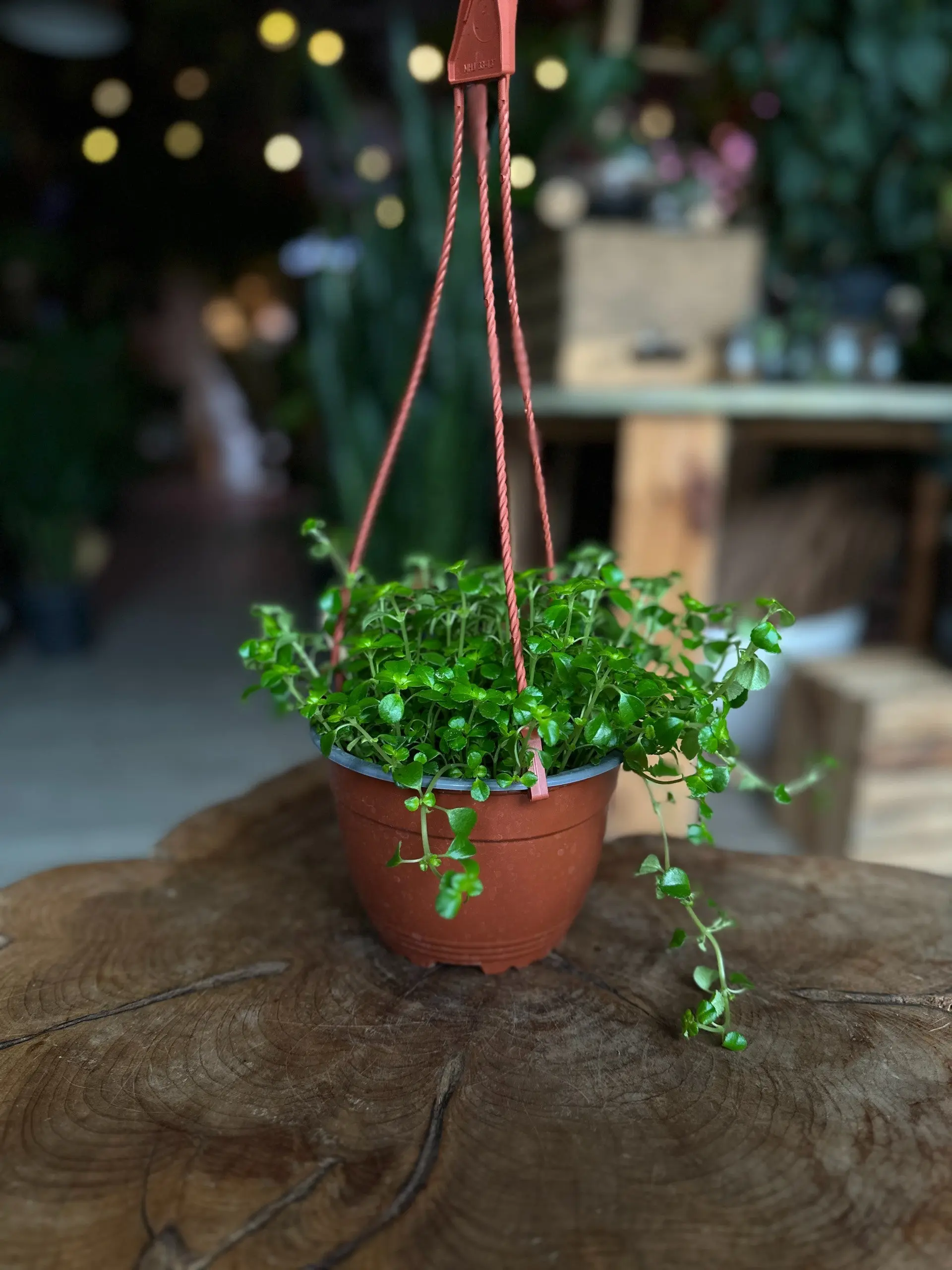 Pilea Baby Tears 6" HB