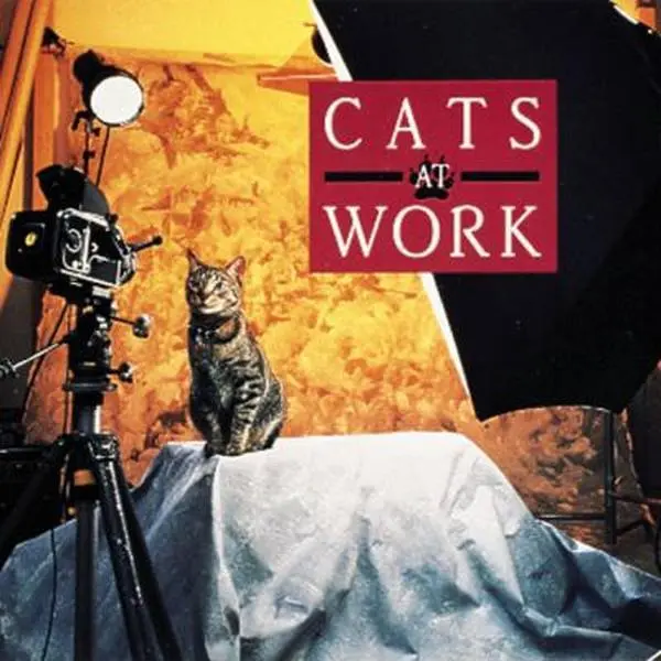 USED-Cats at Work: My Point of View by Gray, Rhonda (Hardcover)
