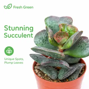 Succulents Live (Calico Hearts) Potted Plant, Beginner Friendly Real House Plant for Indoor Home Office Decor, Low Maintenance & Easy to grow in all seasons, Decorating new house, living room, bedroom, windowsill