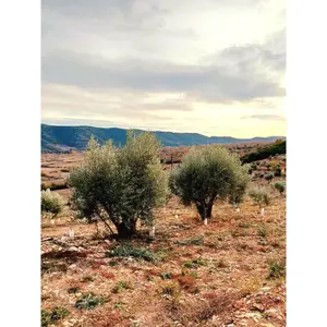 Adopt an Olive Tree: The Legacy Package