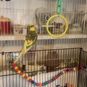 Random Color Bird Toy, 5 Counts Colorful Bird Hanging Toy, Bird Chewing Toy, Bird Cage Toy, Pet Supplies for Budgerigar, Parakeet, Conure