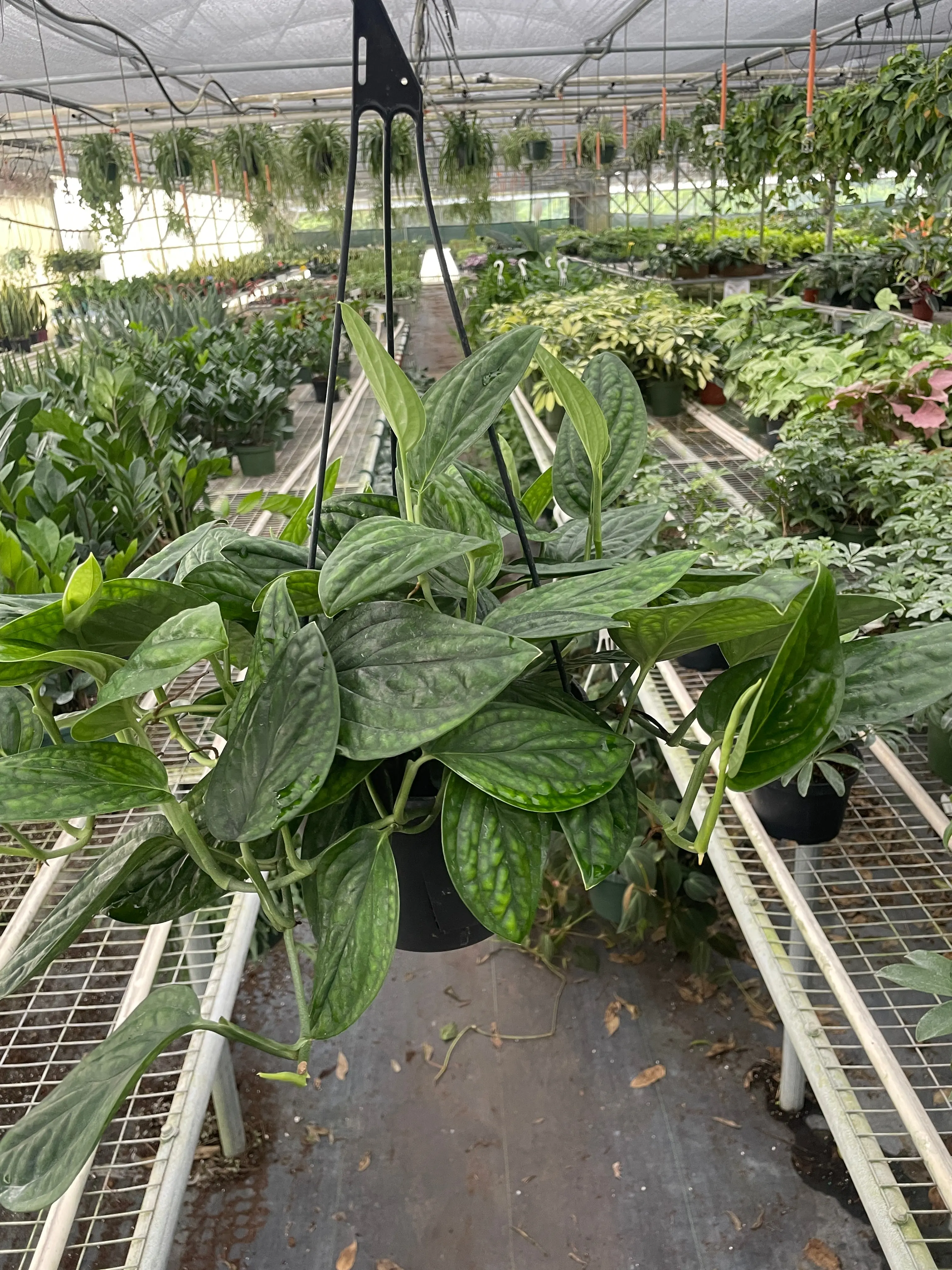philodendron birkin large Large Philodendron Birkin  Sproutopia