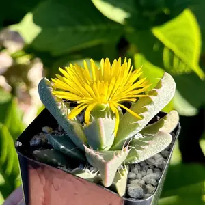Tiger Jaw, Faucaria Tigrina, Rare Succulent, Live Plant in 2", 4" pot