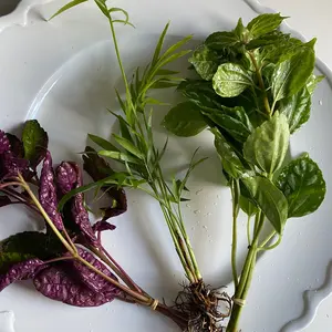 Bianca’s Cat-Safe emersed Plant Bundle- Purple Waffle, Aluminum Plant, and Palm Plant- Grow out the top of your aquarium or use as houseplants!