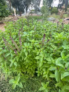 Basil Cinnamon seeds