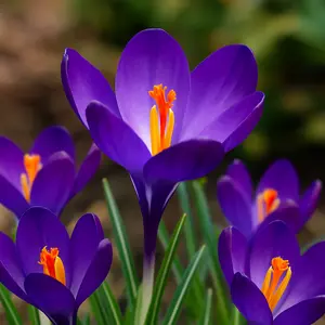 Ruby Giant Crocus Bulbs for Planting - Perennial Garden Flowers (20 Bulbs)