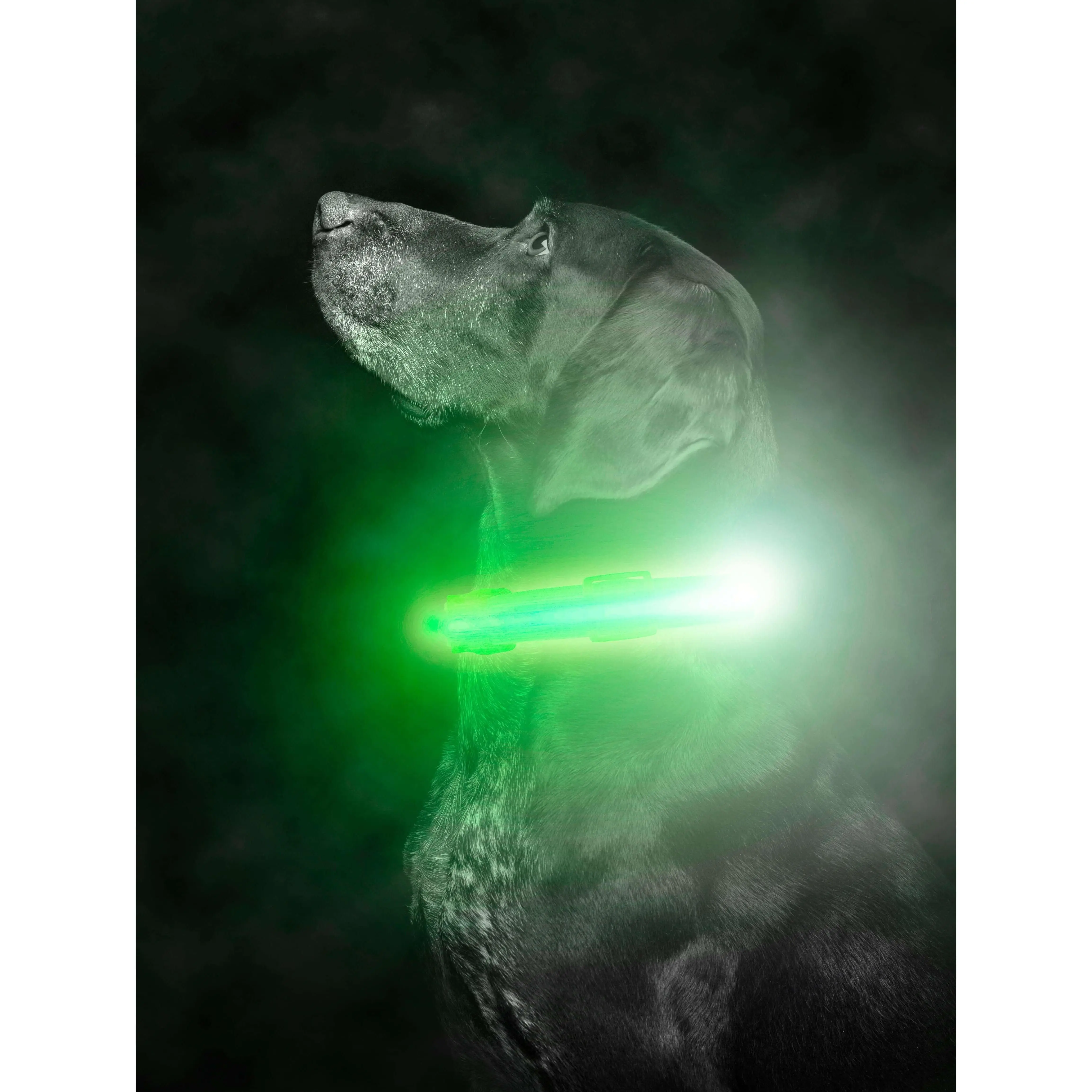 Mighty Paw LED Dog Collar - Two Light Strips, Rechargeable & Weather-Resistant