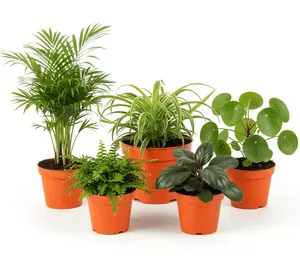 Pet Friendly Houseplant Subscription Box