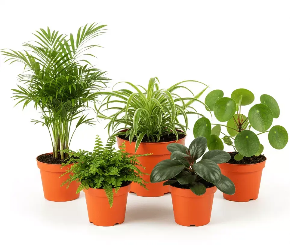 Pet Friendly Houseplant Subscription Box