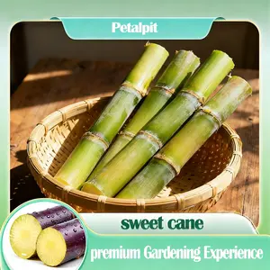 【PetalPit】Fresh Sweet with Mellow Aftertaste (Not Cloying)! High-Yield Sugarcane Seeds - Easy to Survive & Grow, Perfect for Home Fruit Planting