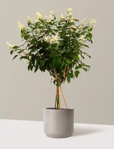 Quick Fire® Hydrangea Tree