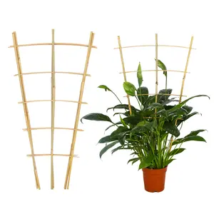 Bamboo Trellis 2ft – Fan-Shaped Plant Support for Indoor & Garden Use (3pcs Set)