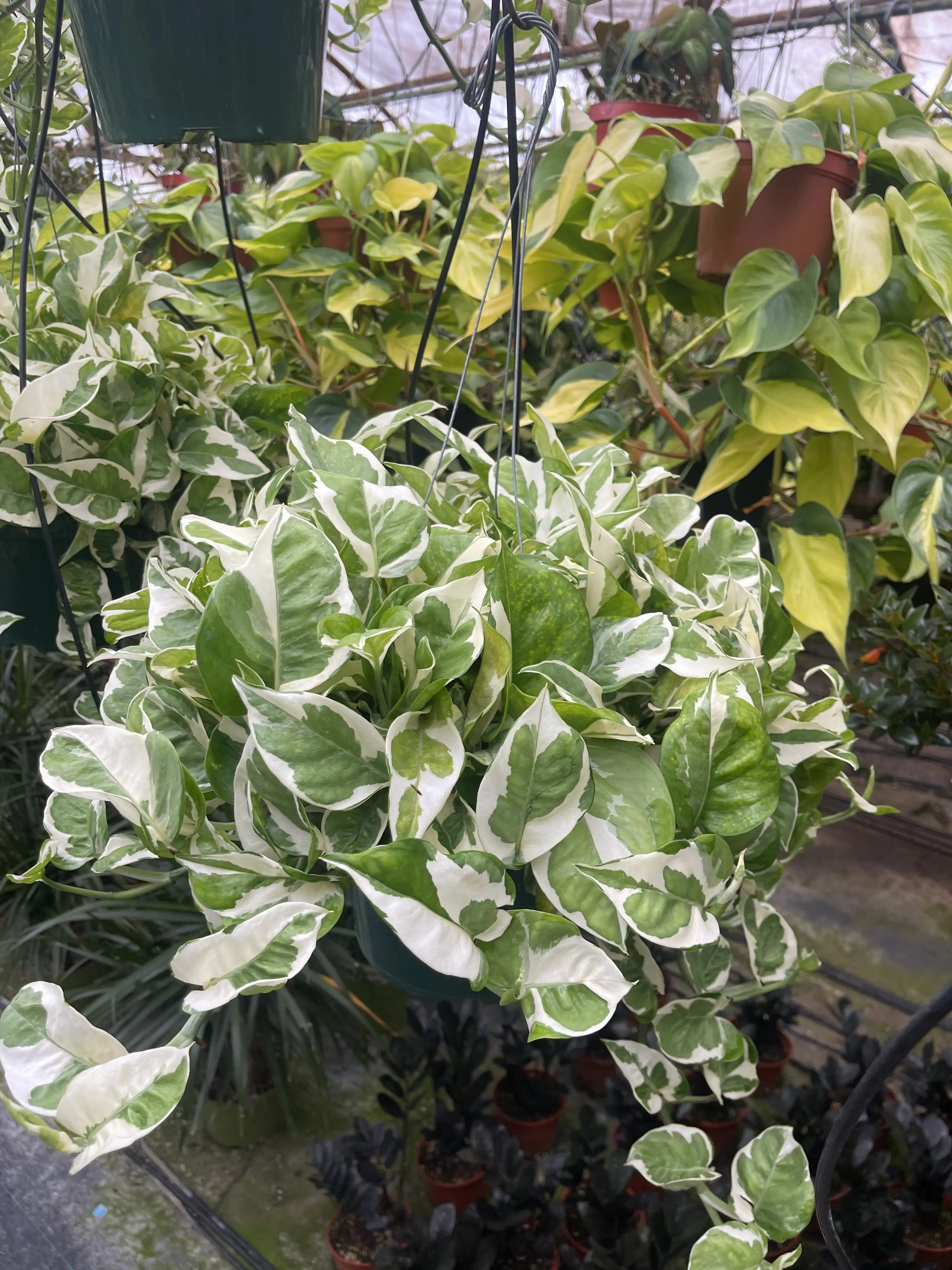8" Snow Queen Pothos Live Plant – Large Variegated Indoor Houseplant in Pot, Easy Care Trailing Pothos for Home Décor
