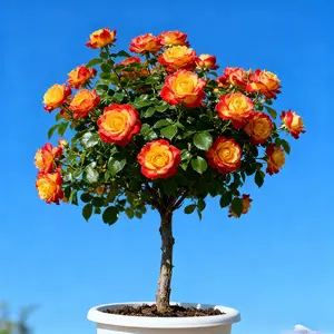 Rose seedlings, easy to grow. They are ideal for beautiful roses, perfect for garden and yard landscaping
