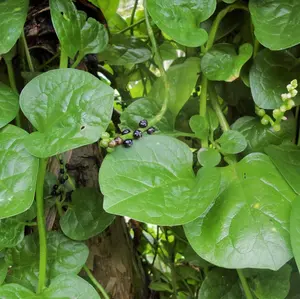 Giant Malabar Spinach Seeds - 100+ Count Packet - Non-GMO Seeds Big Round Leaf Vining Green Plant