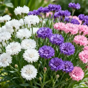 200 Cornflower Garden Seeds Low Maintenance Blooms for Rustic Pollinator Gardens Easy Grow Outdoor Plants