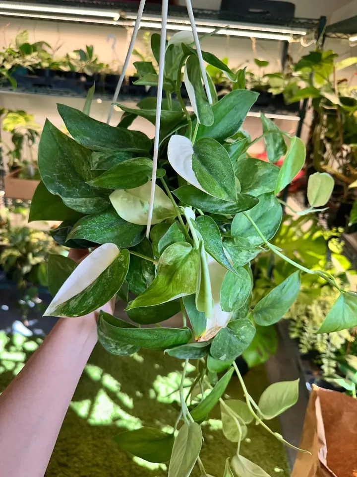 Scindapsus jade satin variegated - 8” pot
