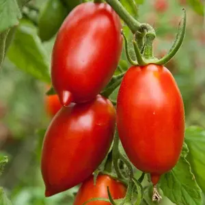 Amish Paste Tomato | Two Live Plants | Non-GMO | Heirloom Plum | Perfect for Sauces & Canning