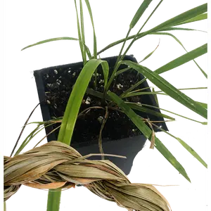 Organic Sweetgrass Plant, (Hierochloe odorata) 2.5 inch pot - Live Plant