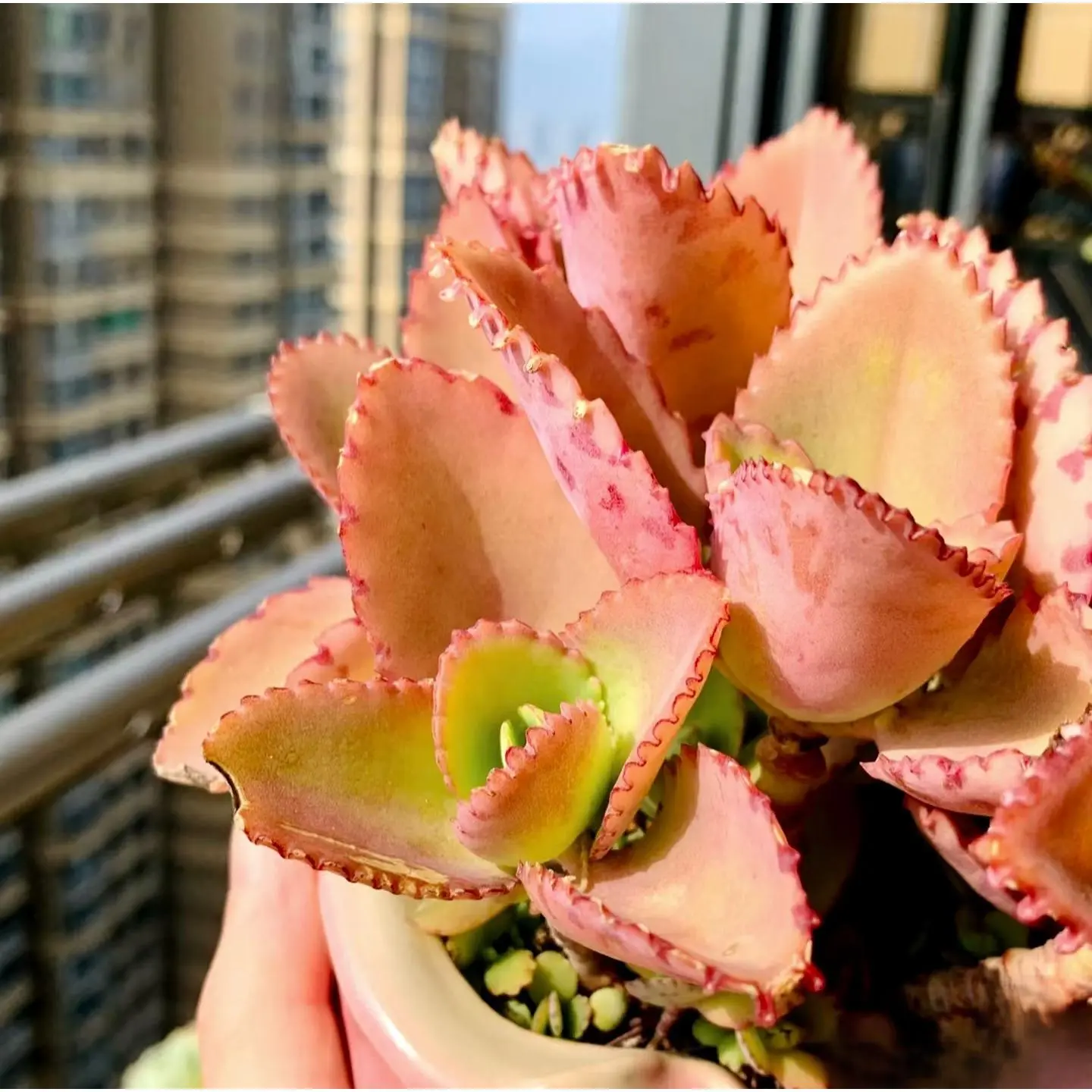 2"Live Succulent Kalanchoe Daigremontiana 2"Live Succulent Kalanchoe Daigremontiana