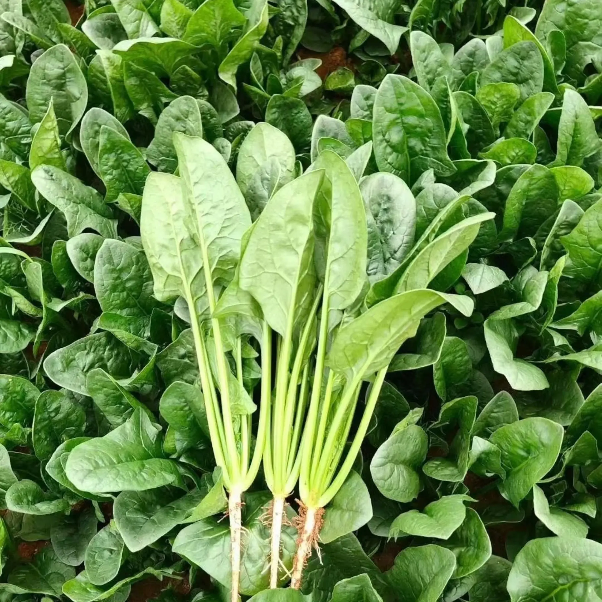 Spinach Seeds 1000 Seeds for Home Garden Fast Growing Leafy Greens Ideal for Spring Fall Planting in Cool Weather Suitable for Garden Beds & Containers