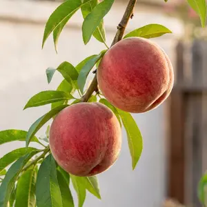 Peach Seeds for Planting, Fruit Tree Seeds, Suitable for Pots, Outdoor Garden Growing, Easy to Grow