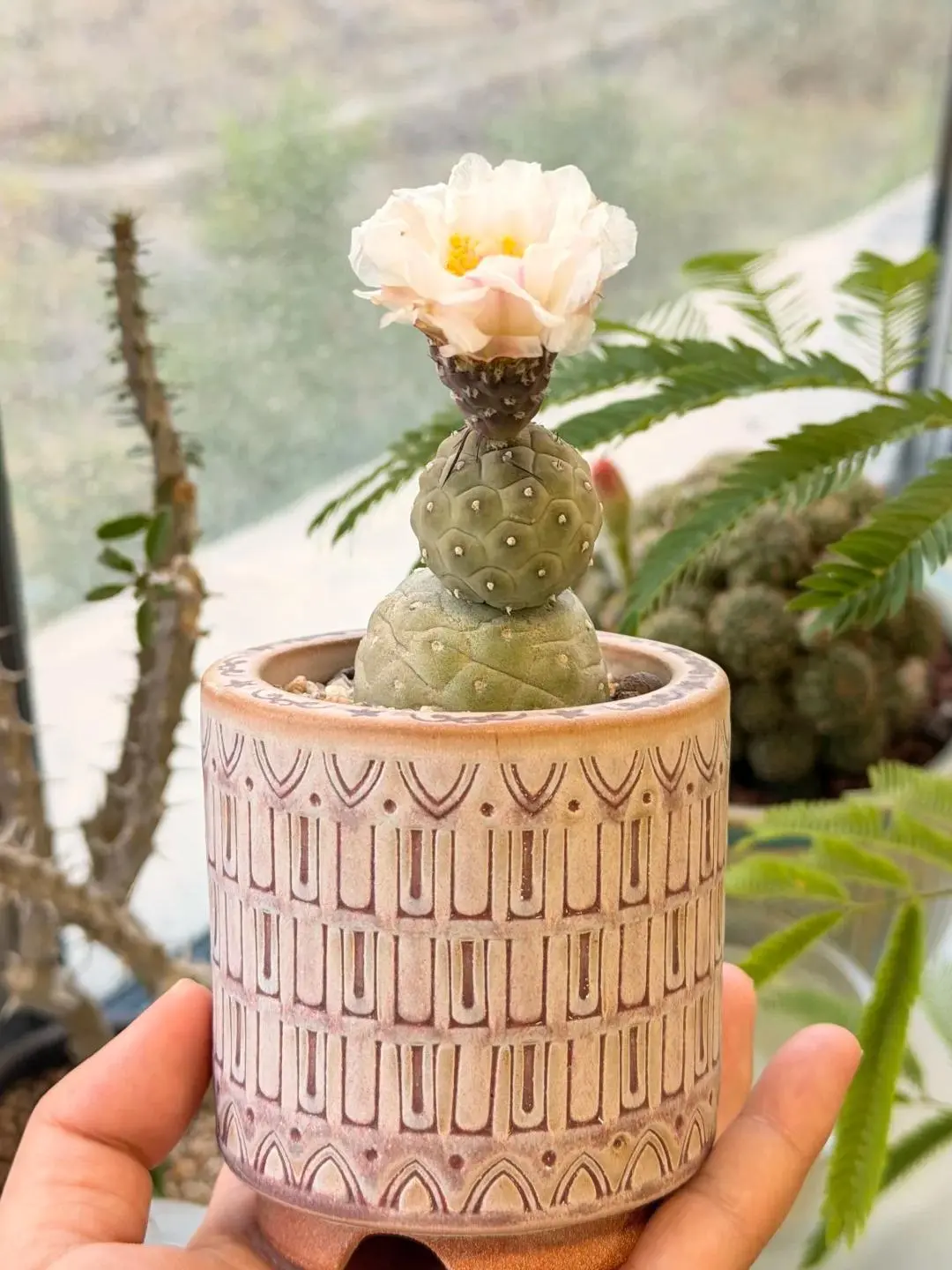Tephrocactus Geometricus Live Cactus, Unique Round-Segmented Opuntia Succulent with Desert Style, Beginner-Friendly Indoor Garden Decor, Ideal Gift for Plant Collectors
