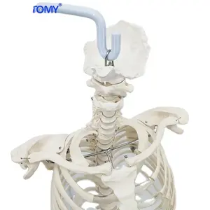 Life-Size Spine Model with Ribs and Pelvis: Skeleton Anatomy