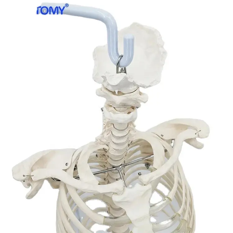 Life-Size Spine Model with Ribs and Pelvis: Skeleton Anatomy