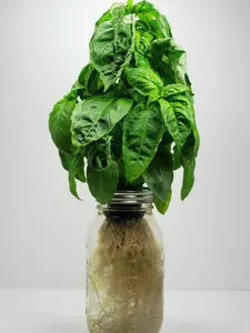 Italian Large Leaf Basil - Fresh Hydroponic Herbs in Glass Jar - All Seasons - Perfect for Cooking & Gifting