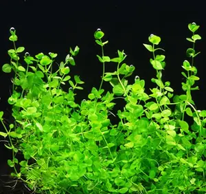 BUY 2 GET 1 FREE Giant Baby Tears (Micranthemum Umbrosum)-Easy Live Aquarium Pond Aquatic Plant